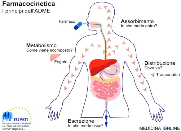 MEDICINA ONLINE FARMACI FARMACOCINETICA ASSORBIMENTO DISTRUBUZIONE BIOTRASFORMAZIONE ELIMINAZIONE REAZIONE DI FASE I II 1 2 RENALE FEGATO VIE DI SOMMINISTRAZIONE FARMACOLOGIA MEDICINALE DIFFERENZE.jpg