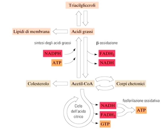 MEDICINA ONLINE TRIGLICERIDI CHIMICA BIOCHIMICA ACIDI GRASSI ADIPE TRIGLICERIDE LIPOGENESI TESSUTO ADIPOSO BIANCO.jpg