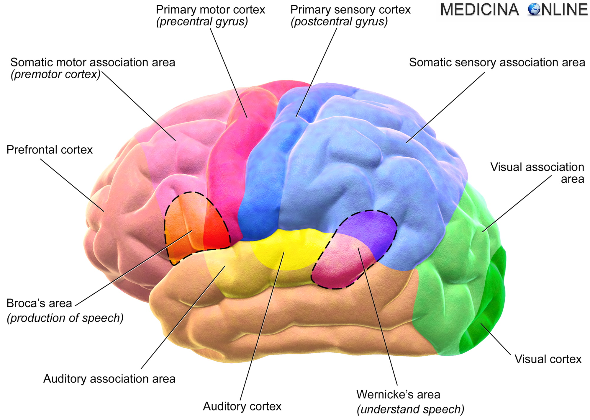 MEDICINA ONLINE CORTECCIA UDITIVA VISIVA PRIMARIA SECONDARIA MOTORIA SENSITIVA PREFRONTALE CERVELLO ENCEFALO BROCA WERNICKE INTELLIGENZA SISTEMA NERVOSO CENTRALE PERIFERICO SNC SNP SOSTANZA GRIGIA BIANCA