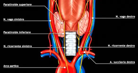 MEDICINA ONLINE NERVO VAGO TIROIDE PARATIROIDE NERVO RICORRENTE SINISTRO DESTRO LESIONE CHIRURGIA TIROIDECTOMIA TIROIDITE TOTALE PARZIALE CORDE VOCALI PARALISI RIABILITAZIONE ESERCIZI