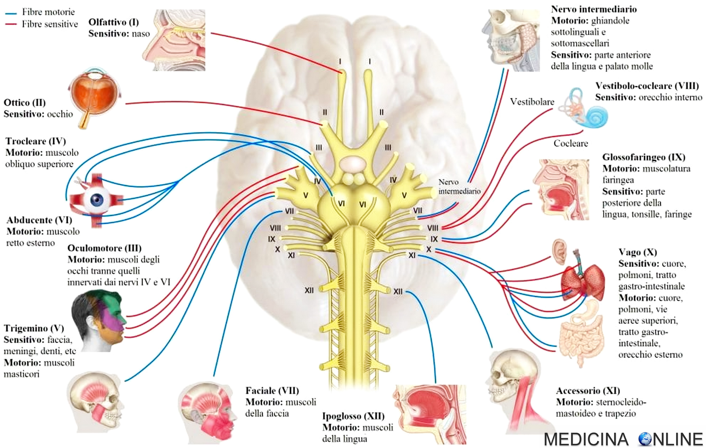 12 черепно мозговая. Черепные нервы человека анатомия. 12 Cranial nerves. 12 Пар черепных нервов. Пары черепно мозговых нервов анатомия.