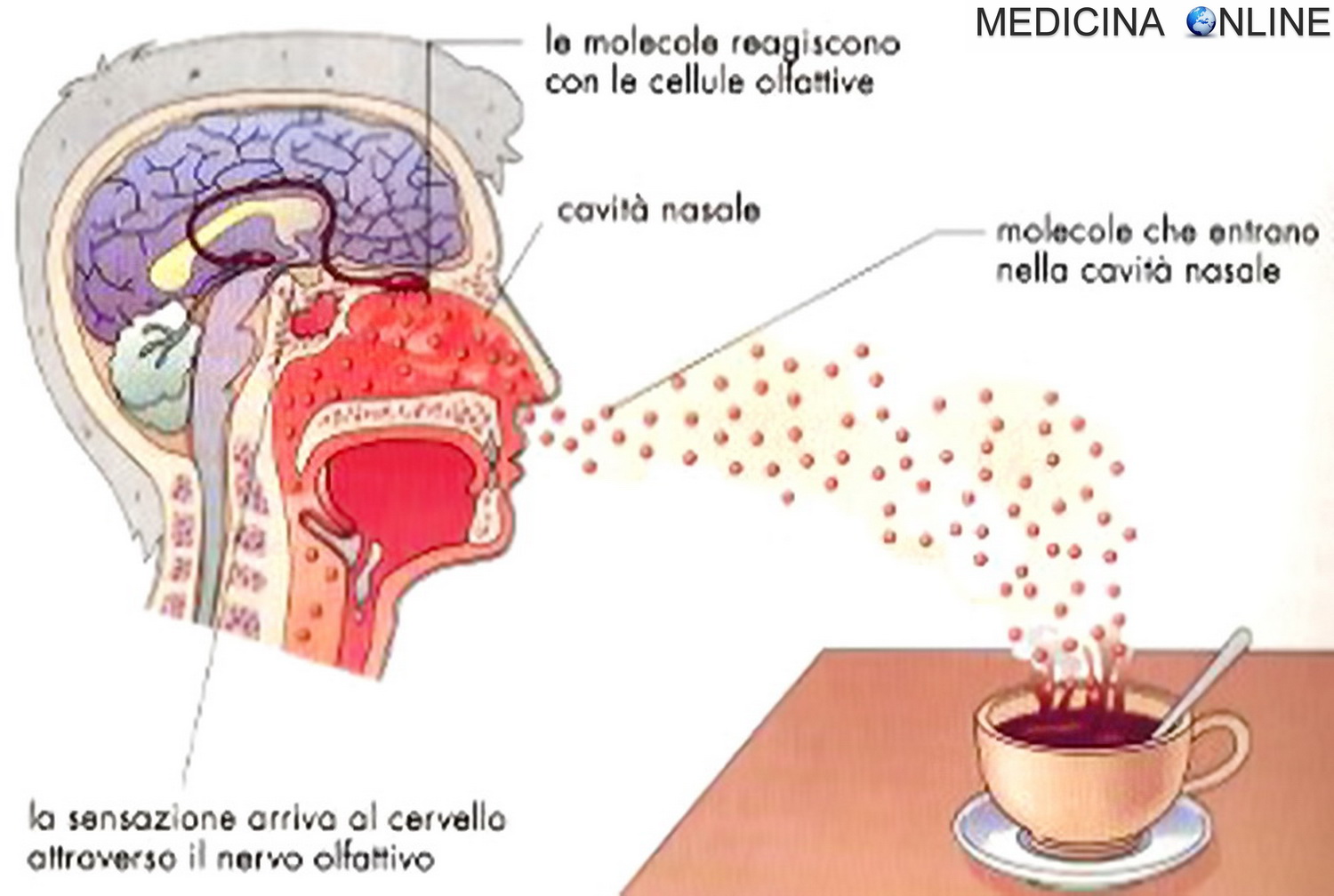 MEDICINA ONLINE NERVO OLFATTIVO OLFATTO SAPORE ODORE NASO PRIMO NERVO CRANICO TESTA ANATOMIA IPOSMIA ANOSMIA PAROSMIA GUSTO