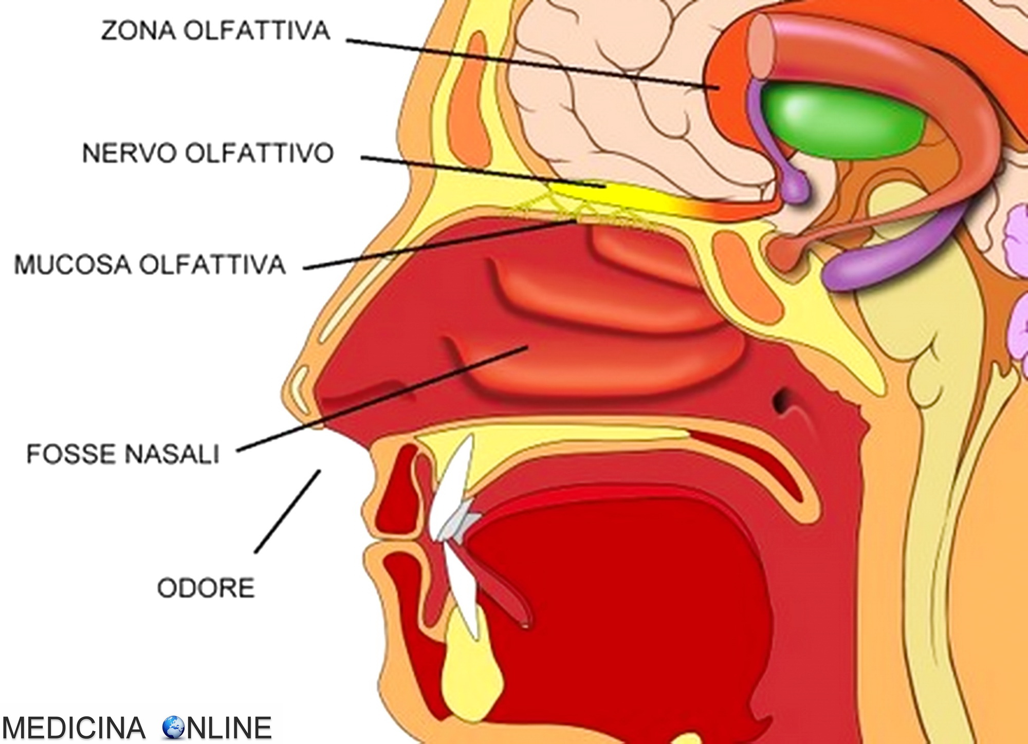 MEDICINA ONLINE NERVO OLFATTIVO OLFATTO SAPORE ODORE NASO PRIMO NERVO CRANICO TESTA ANATOMIA IPOSMIA ANOSMIA PAROSMIA GUSTO
