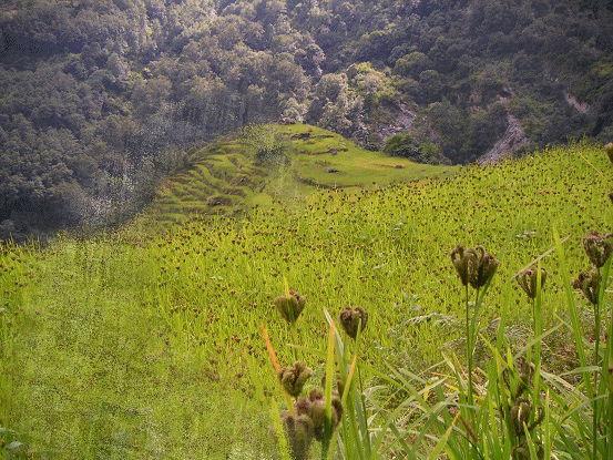 MEDICINA ONLINE SCOTOMA SCINTILLANTE ESEMPIO.gif