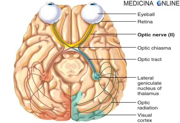 MEDICINA ONLINE VISTA OCCHIO NERVO OTTICO 2 II CRANICO CHIASMA OTTICO MIOPIA CECITA ANATOMIA PATOLOGIA FUNZIONE PALLIDO GLAUCOMA RETINA PUCKER MACULARE RETINOBLASTOMA DISTACCO VITREO UMOR CATARATTA RECETTORI CONI BASTONCELLI