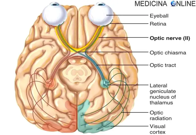 Nervo Ottico Anatomia Funzioni E Patologie In Sintesi MEDICINA ONLINE Nervo Ottico Anatomia Funzioni E Patologie In Sintesi MEDICINA ONLINE