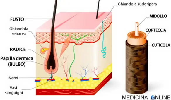 MEDICINA ONLINE CAPELLO ANATOMIA BULBO PILIFERO PELO BIANCO COLORE PERCHE RICCIO LISCIO RAZZA SCURI FOTOTIPO INVECCHIANO SHAMPOO PHON CALORE SOLE SALSEDINE CAPELLI CALVO PELATO PELLE DERME ODORE.jpg