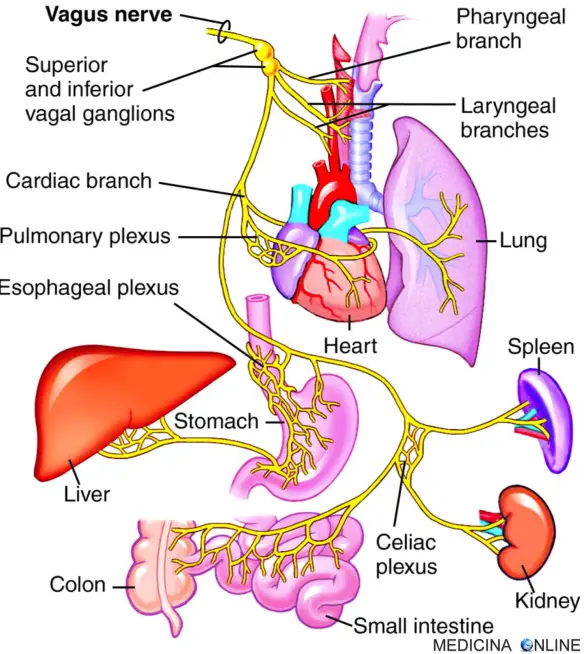 MEDICINA ONLINE NERVO VAGO VAGUS NERVE X NERVO CRANICO DECIMO ANATOMIA FUNZIONI SISTEMA PARASIMPATICO PATOLOGIE INFIAMMAZIONE DECORSO FISIOLOGIA UMANA CERVELLO ENCEFALO