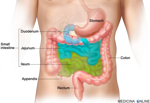 MEDICINA ONLINE PICCOLO INTESTINO SMALLA INTESTINE DUODENO DIGIUNO JEJUNUM DUODENUM ILEUM ILEO INTESTINO TENUE APPARATO SISTEMA DIGERENTE  RESEZIONE CHIRURGICA STOMACO COLON CRASSO CIECO APPENDICE DIVISIONE.jpg