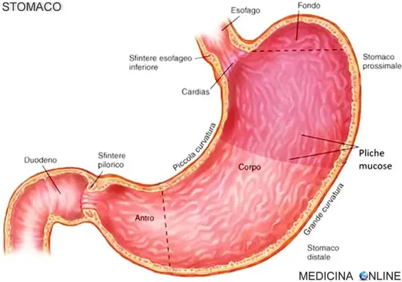 MEDICINA ONLINE STOMACO GASTRITE BRUCIORE ACIDITA GASTICA ACIDO REFLUSSO GASTROESOFAGEO DIGERENTE DIGESTIONE CIBO ANATOMIA FONDO CORPO ANTRO PICCOLA GRANDE CURVATURA CARDIAS PILORO VALVOLE