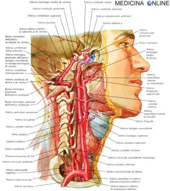 MEDICINA ONLINE ARTERIE ARTERIA COLLO TESTA CAROTIDE COMUNE INTERNA ESTERNA POLIGONO CIRCOLO WILLIS VERTEBRALE GIUGULARE VENE NERVI ANATOMIA FUNZIONI SANGUE CERVELLO DOPPLER