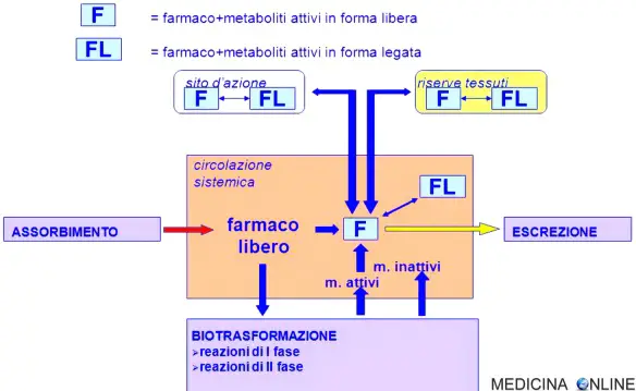 MEDICINA ONLINE Farmacocinetica biodisponibilità volume di distribuzione emivita di un farmaco variabilità individuale FARMACO.jpg