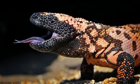 MEDICINA ONLINE mostro di Gila monster (Heloderma suspectum Cope, 1869) LUCERTOLA VELENOSO MORTE MORTO MORSO VELENO COSA FARE PERICOLO ANIMALI SERPENTE LUCERTOLA.jpg