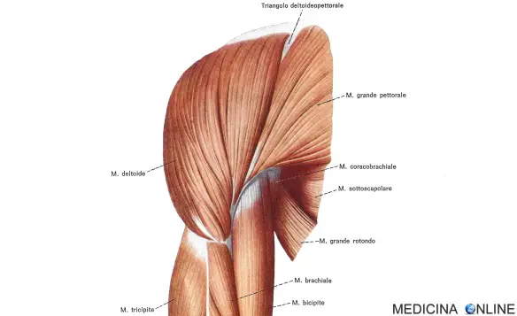 MEDICINA ONLINE MUSCOLI DELLA SPALLA BORSE FASCE ANATOMIA FUNZIONI PATOLOGIE BRACCIO AVAMBRACCIO MANO DELTOIDE SOVRASPINATO INFRASPINATO SOTTOSPINATO PICCOLO ROTONDO GRANDE SOTTOSCAPOLARE.jpg