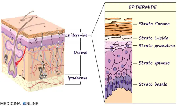 MEDICINA ONLINE PELLE CUTE DERMA IPODERMA EPIDERMIDE TATTO SENSI RECETTORI CALDO FREDDO TATTILI MESISSNER MERKEL CELLULE CORPUSCOLI RUFFINI VATER PACINI STRATO CORNEO PELI.jpg