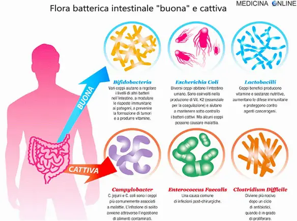 DOTT. EMILIO ALESSIO LOIACONO MEDICO CHIRURGO PSICHIATRIA MEDICINA DELLE DIPENDENZE DIRETTORE MEDICINA ONLINE FLORA BATTERICA INTESTINALE FERMENTI LATTICI PROBIOTICI INTEGRATORI BATTERI DIGESTIONE FECI STIPSI MAL DI PANCIA