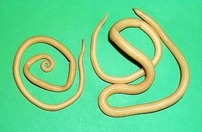 MEDICINA ONLINE ASCARIDI IMMAGINI