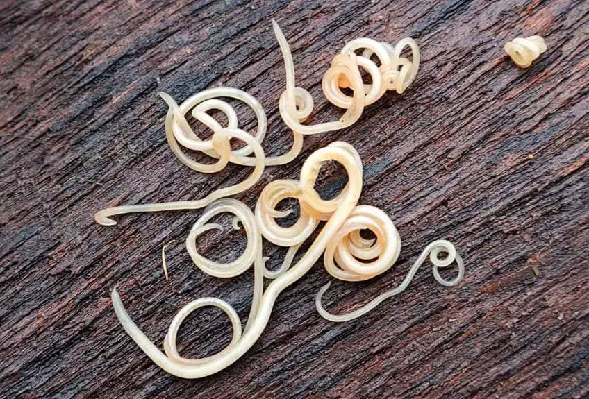 MEDICINA ONLINE ASCARIDI IMMAGINI