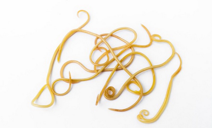 MEDICINA ONLINE ASCARIDI IMMAGINI