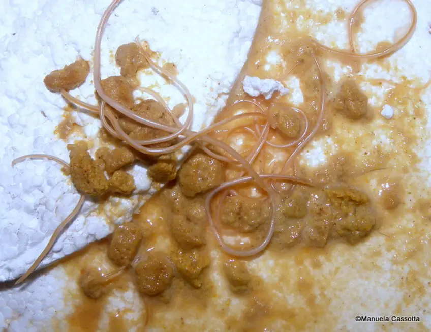 MEDICINA ONLINE ASCARIDI IMMAGINI