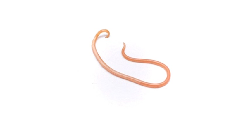 MEDICINA ONLINE ASCARIDI IMMAGINI