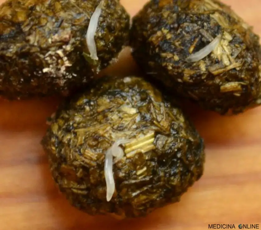 MEDICINA ONLINE OSSIURI VERMI INTESTINALI IMMAGINE