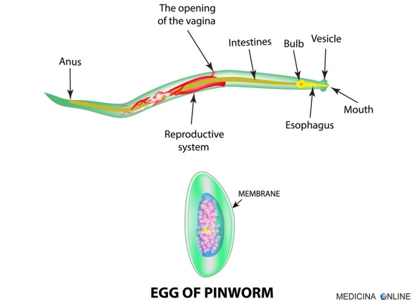 MEDICINA ONLINE OSSIURI VERMI INTESTINALI IMMAGINE (8).jpg