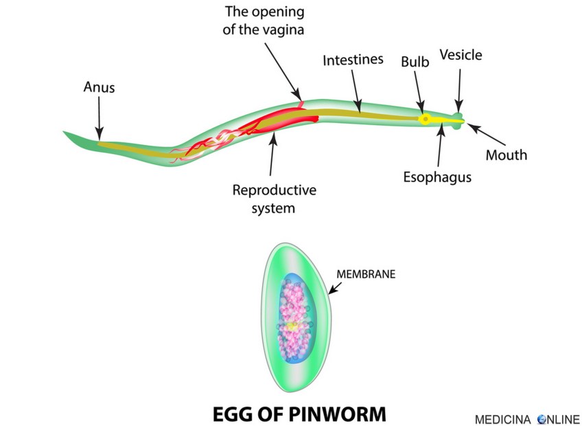 MEDICINA ONLINE OSSIURI VERMI INTESTINALI IMMAGINE