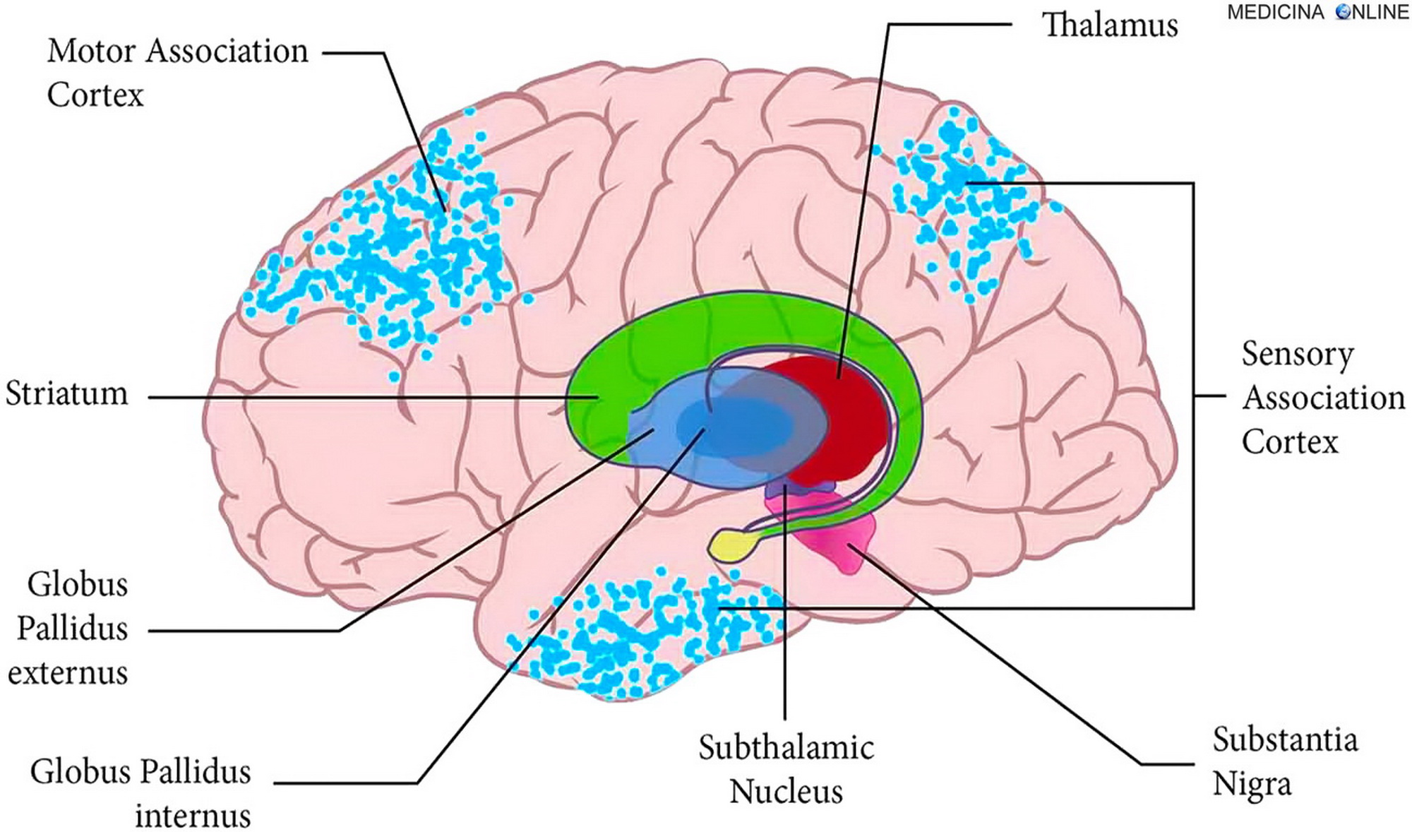 MEDICINA ONLINE GANGLI DELLA BASE NUCLEI STRIATO DORSALE CAUDATO PUTAMEN ACCUMBENS TUBERCOLO OLFATTIVO GLOBO PALLIDO VENTRALE SUSTANTIA NIGRA NUCLEO SUBTALAMICO TALAMO CERVELLO SISTEMA NERVOSO