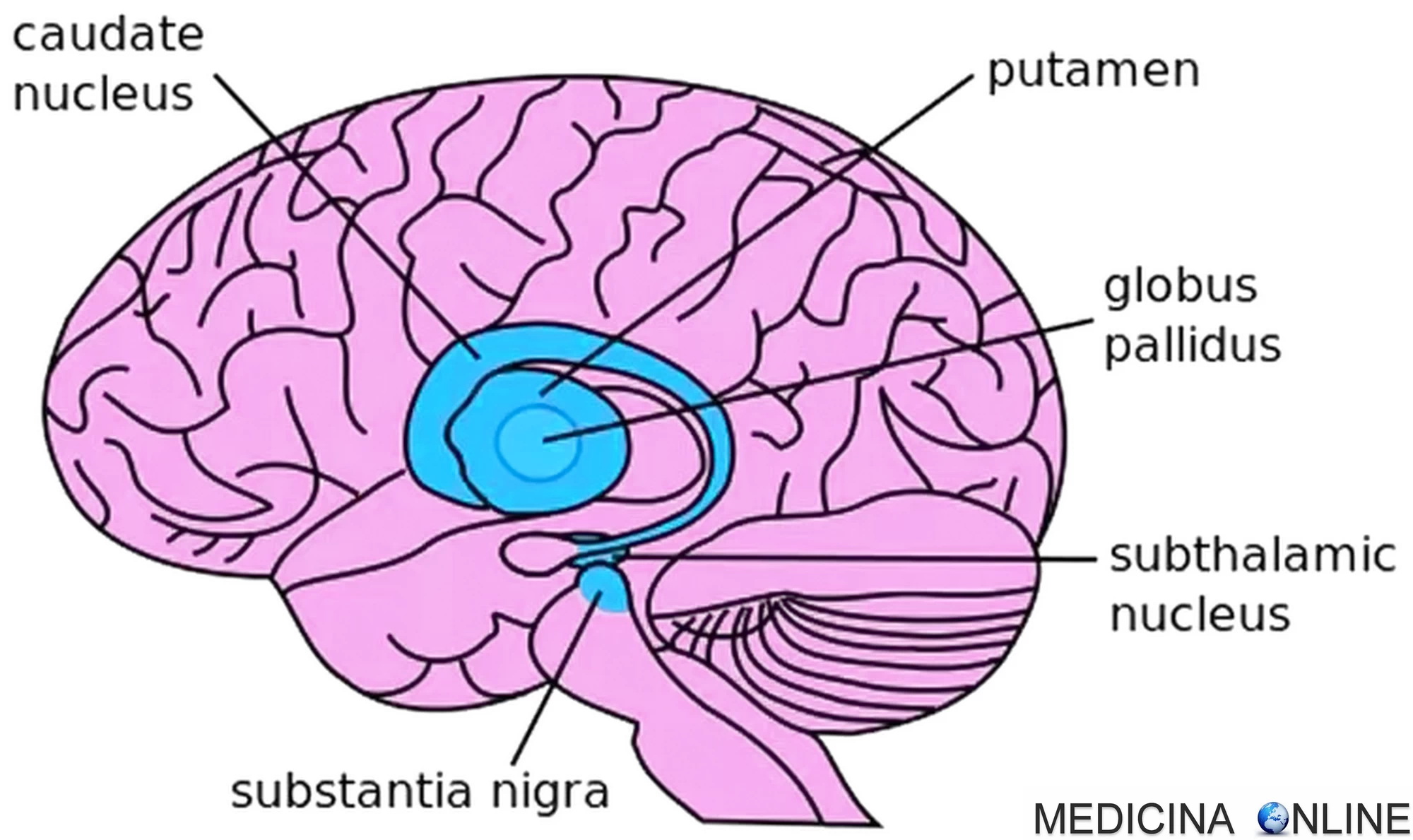 MEDICINA ONLINE NUCLEI DELLA BASE GANGLI CERVELLO SUBSTANTIA NIGRA COMPATTA RETICOLATA SOSTANZA NERA NUCLEO SUBTALAMICO