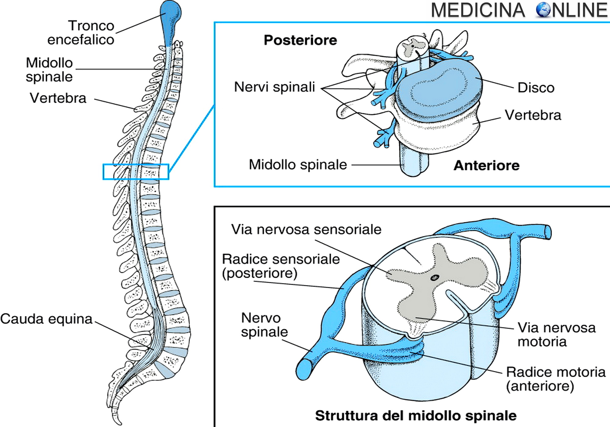 MEDICINA ONLINE MIDOLLO SPINALE COLONNA VERTEBRALE SISTEMA NERVOSO CENTRALE PERIFERICO RADICI NERVI SPINALI MIELOPATIA ISCHEMICA VASCOLARE EMATOMIELIA INFARTO SPINALE NECROSI TRONCO ENCEFALICO CERVELLO PARALISI VERTEBRA