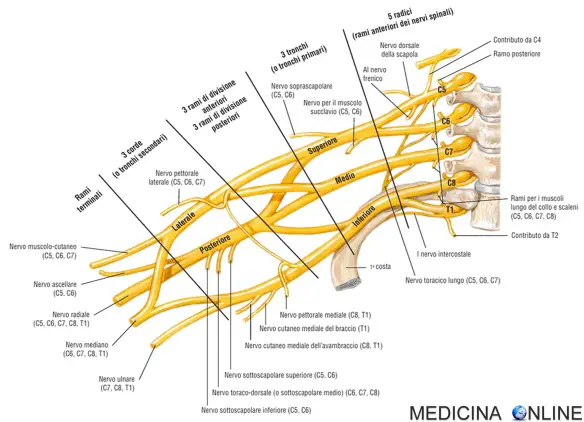 MEDICINA ONLINE PLESSO BRACHIALE NERVI NERVO SINDROME DELLO STRETTO TORACICO SUPERIORE SISTEMA NERVOSO PERIFERICO SINDROMI DA COMPRESSIONE NERVOSA BRACCIO PARESTESIE.jpg