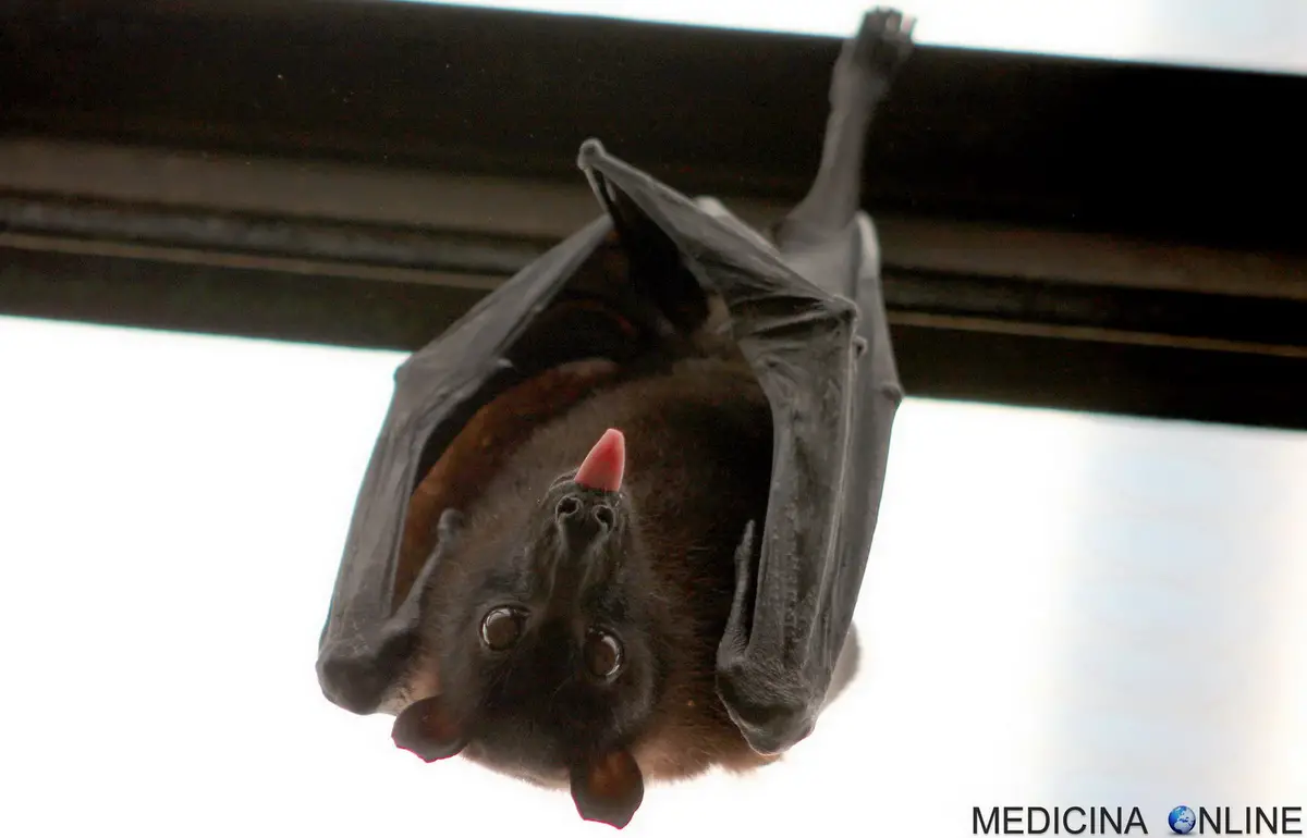 MEDICINA ONLINE PIPISTRELLO NATURA ALBERO ALI PIPISTRELLI FARFALLE ANIMALI PREDE VAMPIRI SANGUE CIBO ALIMENTAZIONE INSETTI FOBIA FOBIE PAURA NOTTE SONAR RADAR ULTRASUONI CACCIA.jpg