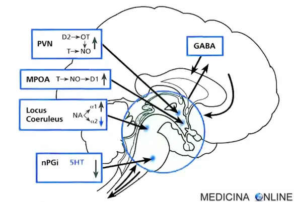 MEDICINA ONLINE AREE CEREBRALI COINVOLTE NEL CONTROLLO DI EREZIONE E SESSUALITA IN UOMO MASCHIO AREA PREOTTICA MEDIALE IPOTALAMO NUCLEO PARAVENTRICOLARE DOPAMINA