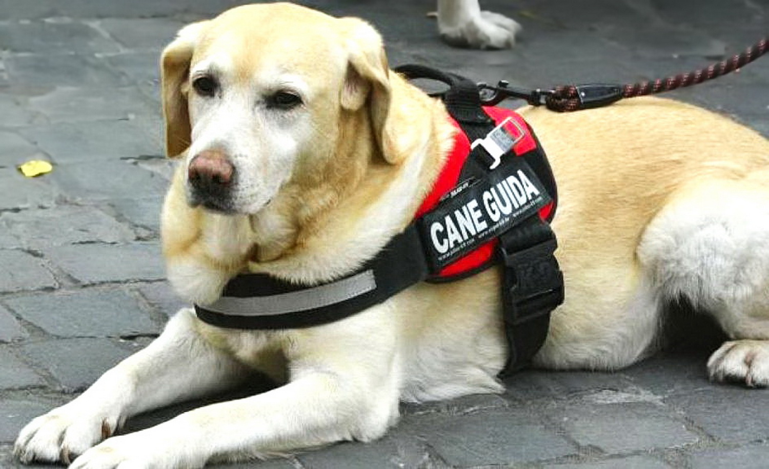 MEDICINA ONLINE CANE GUIDA PER CIECO NON VEDENTE ASSISTENZA ANIMALI AIUTO SOS EMERGENZA SERVICE DOG CANE DI SERVIZIO CANI.jpg