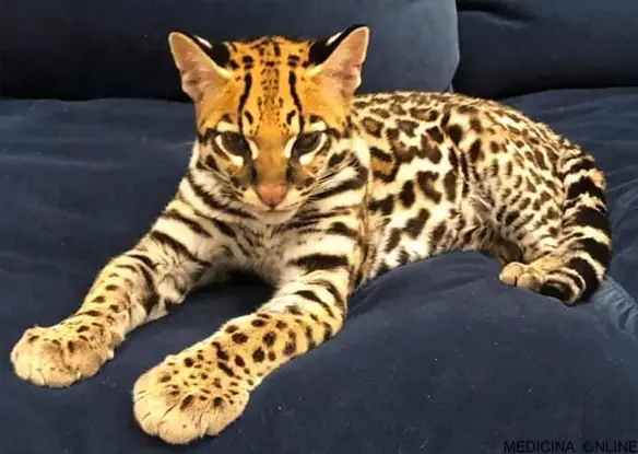 MEDICINA ONLINE L'ocelotto (gattopardo) il gatto che somiglia ad un leopardo in miniatura (1)
