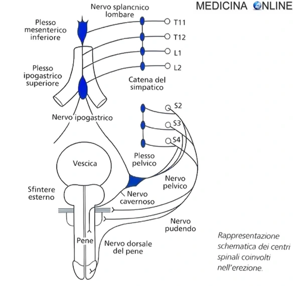 MEDICINA ONLINE Rappresentazione schematica dei centri spinali coinvolti nell'erezione.jpg