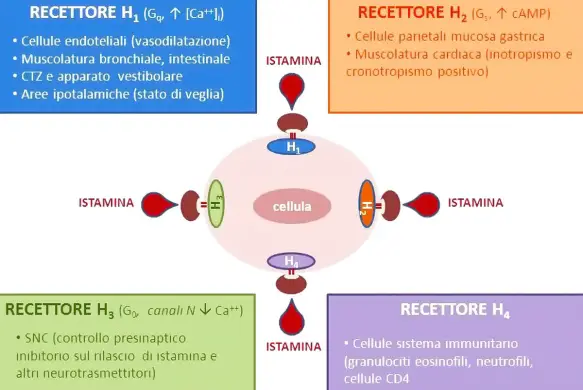 MEDICINA ONLINE RECETTORI PER ISTAMINA EFFETTI DISTRIBUZIONE DIFFERENZE SITI ALLERGIA.jpg