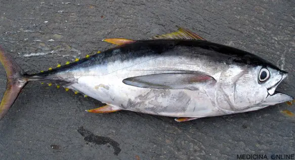MEDICINA ONLINE TONNO PINNE GIALLE PESCE SCATOLA CONSERVATO CONSERVANTI ISTAMINA CUCINA DIETA CIBO ALIMENTO MANGIARE CARNE MARE PESCARE SINDROME SGOMBROIDE ALLERGIA INTOLLERANZA.
