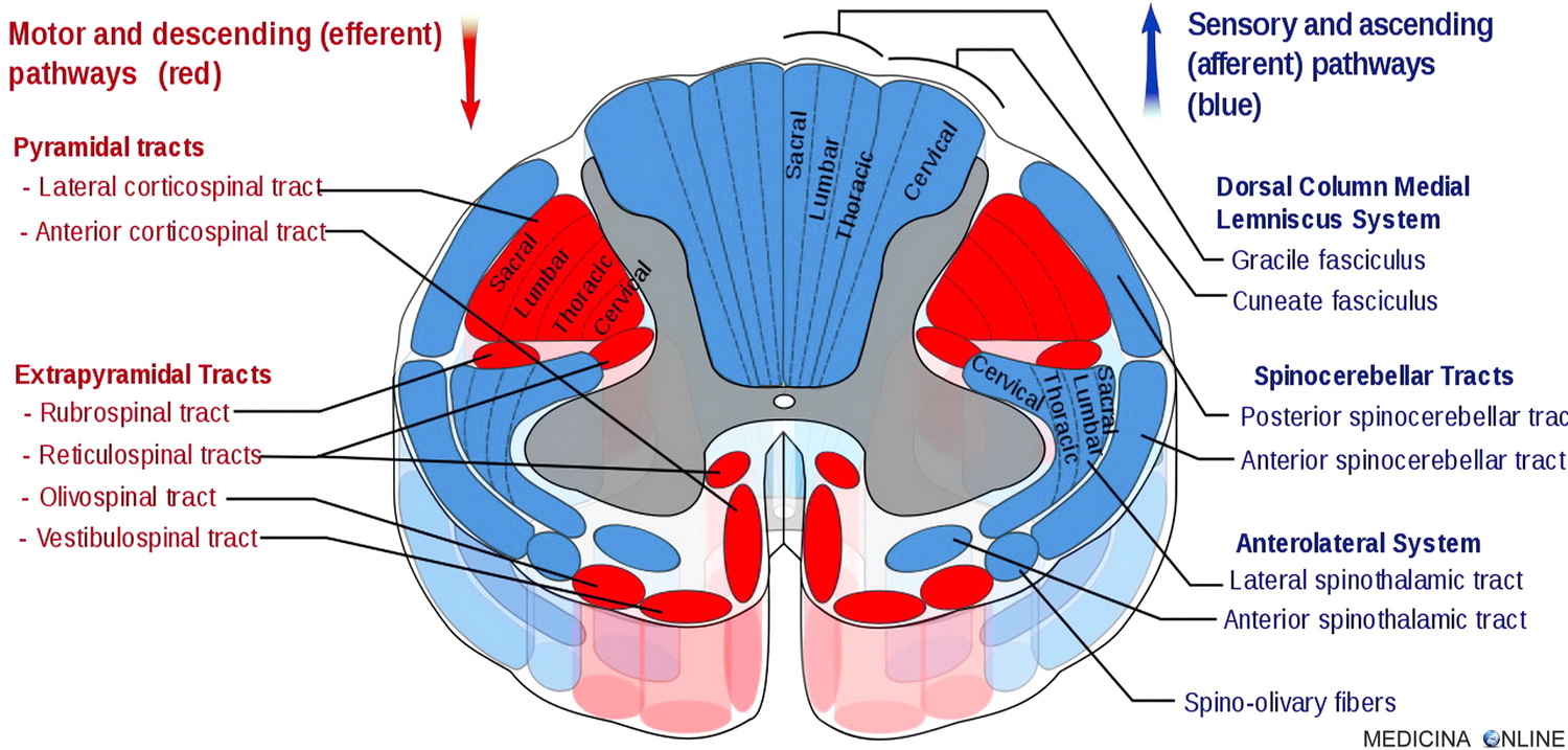 MEDICINA ONLINE MIDOLLO SPINALE VIE MOTORIE DISCENDENTI VIE SENSITIVE ASCENDENTI SISTEMA VIA PIRAMIDALE EXTRAPIRAMIDALE DIFFERENZE FASCIO PIRAMIDALE CROCIATO COSTICOSPINALE LATERALE DIRETTO VENTRALE.