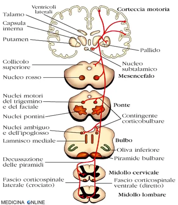 MEDICINA ONLINE SCHEMA VIA SISTEMA PIRAMIDALE FASCIO GENICOLATO MOTORIO CORTICO BULBARE NUCLEARE CORTICO SPINALE CROCIATO LATERALE DIRETTO VENTRALE ENCEFALO BULBO TRONCO ENCEFALICO SISTEMA NERVOSO CENTRALE PERIFERICO.