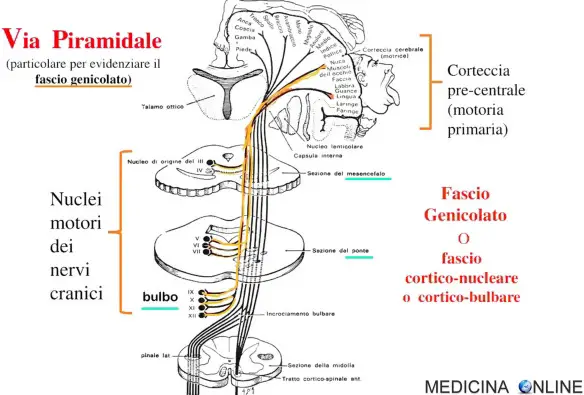 MEDICINA ONLINE VIA SISTEMA PIRAMIDALE FASCIO GENICOLATO MOTORIO CORTICO BULBARE NUCLEARE ENCEFALO BULBO TRONCO ENCEFALICO SISTEMA NERVOSO CENTRALE PERIFERICO.jpg