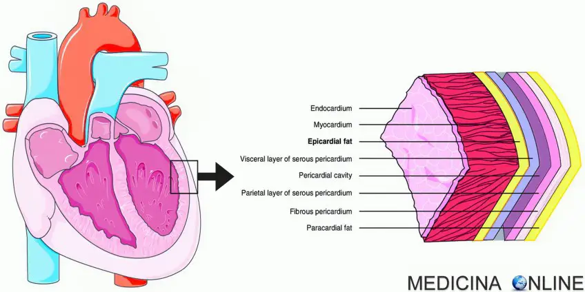 MEDICINA ONLINE PERICARDIO STRATO SIEROSO FIBROSO FOGLIETTO VISCERALE EPICARDIO E PARIETALE VANO PERICARDICO SACCO PERICARDICO LIQUIDO LIQUOR PERICARDICO STRATI DEL CUORE.