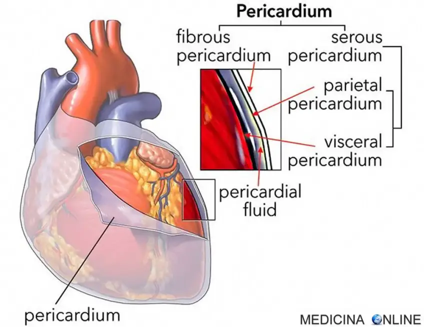 MEDICINA ONLINE PERICARDIO STRATO SIEROSO FIBROSO FOGLIETTO VISCERALE EPICARDIO E PARIETALE VANO PERICARDICO SACCO PERICARDICO LIQUIDO LIQUOR PERICARDICO STRATI DEL CUORE.