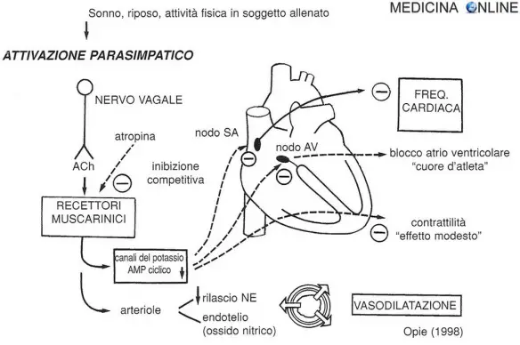 MEDICINA ONLINE cuore Fig. 3 - Il sistema parasimpatico o colinergico, agendo attraverso i recettori muscarinici, presenta effetti inibitori sul cuore.jpg