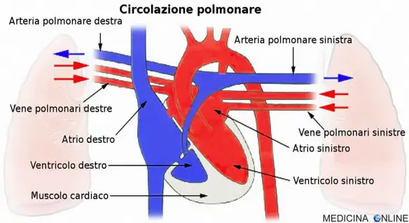 MEDICINA ONLINE CIRCOLAZIONE POLMONARE PICCOLA CIRCOLAZIONE CUORE POLMONI ATRIO VENTRICOLO DESTRA SINISTRA SANGUE ARTERIE POLMONARI VENE POLMONARI IPERTENSIONE POLMONARE CUORE POLMONARE