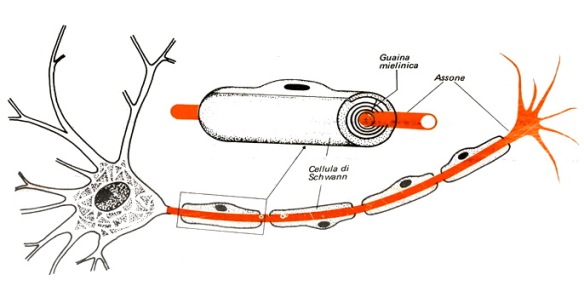 MEDICINA ONLINE NEURONE SISTEMA NERVOSO MIELINA GUAINA MIELINICA DENDRITE ASSONE SCLEROSI MULTIPLA.jpg