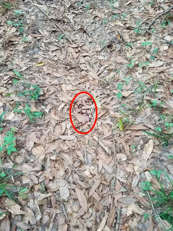 DOTT. EMILIO ALESSIO LOIACONO MEDICO CHIRURGO DIRETTORE MEDICINA ONLINE ANIMALE MIMETIZZATO SERPENTE TRA LE FOGLIE SOLUZIONE 2