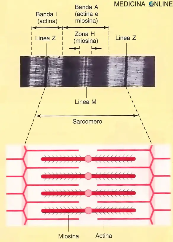 Sarcomero visto al microscopio