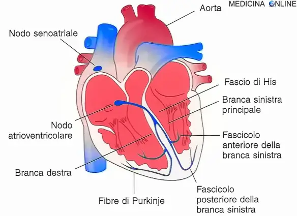 Rappresentazione schematica del sistema di conduzione cardiaco